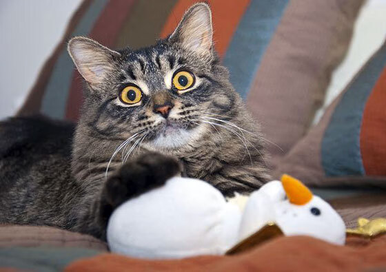 Gomez 身手敏捷表现抢眼，身手敏捷是成语还是词语